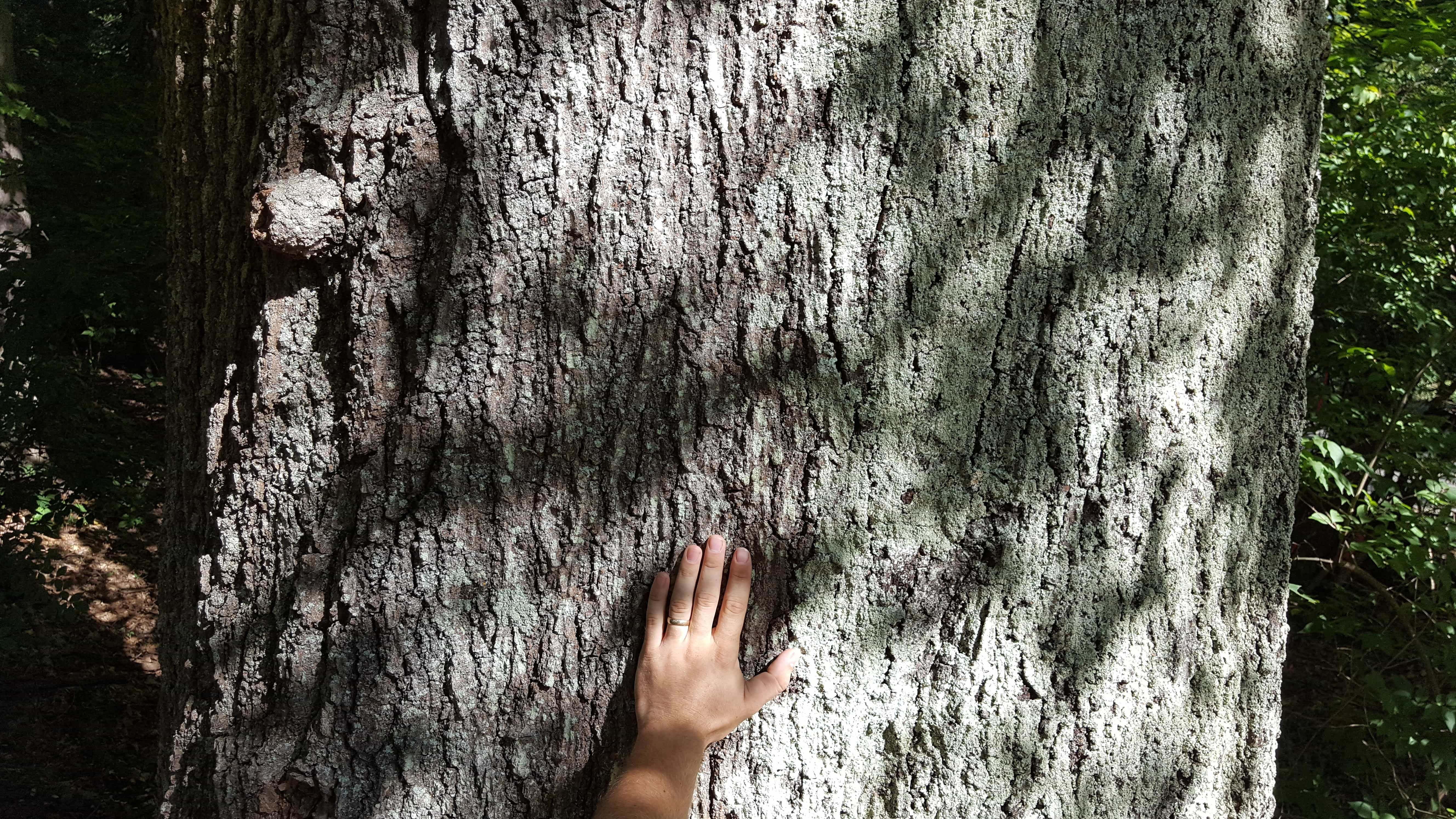 hand on massive tree