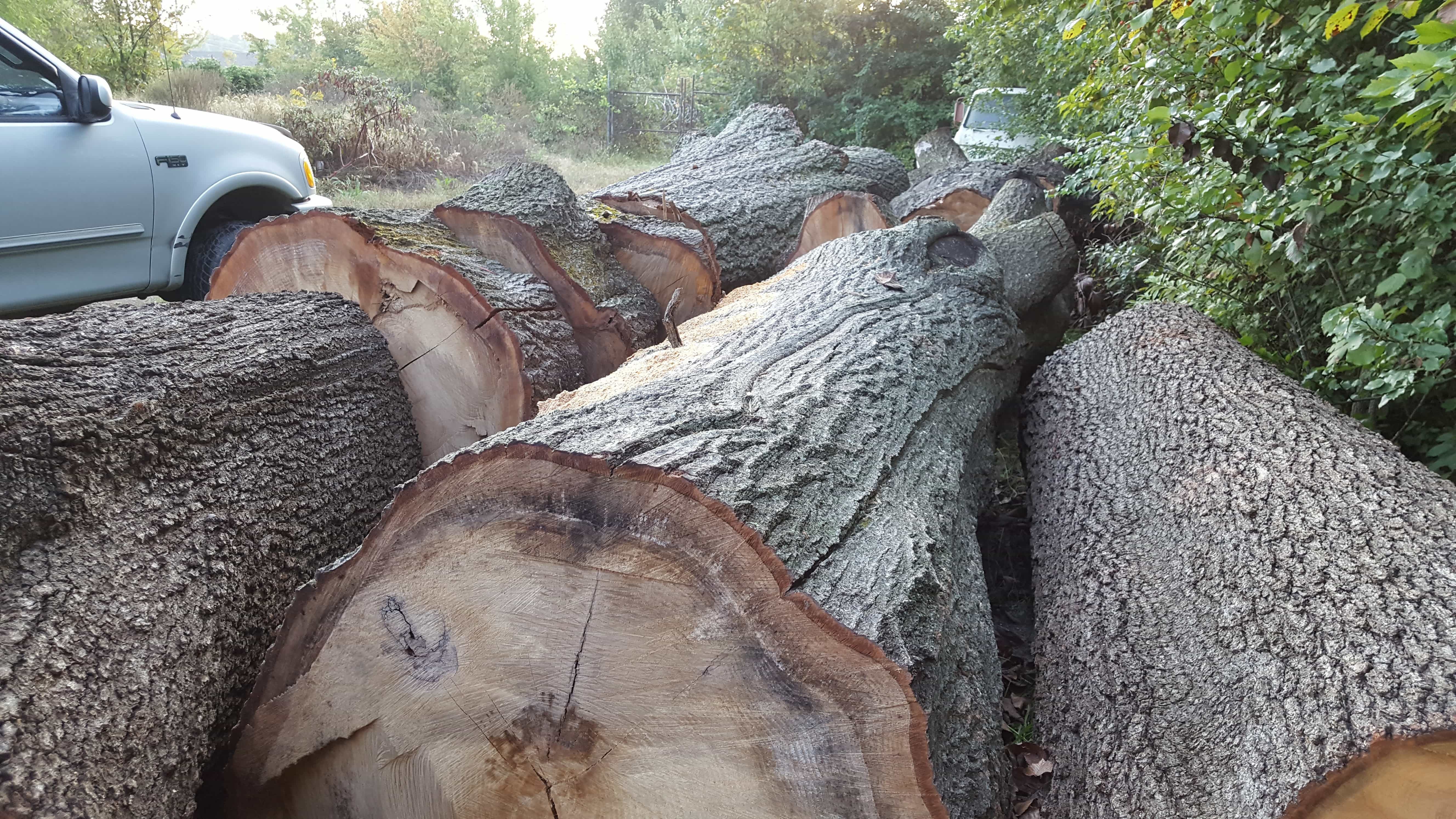 large trees cut down