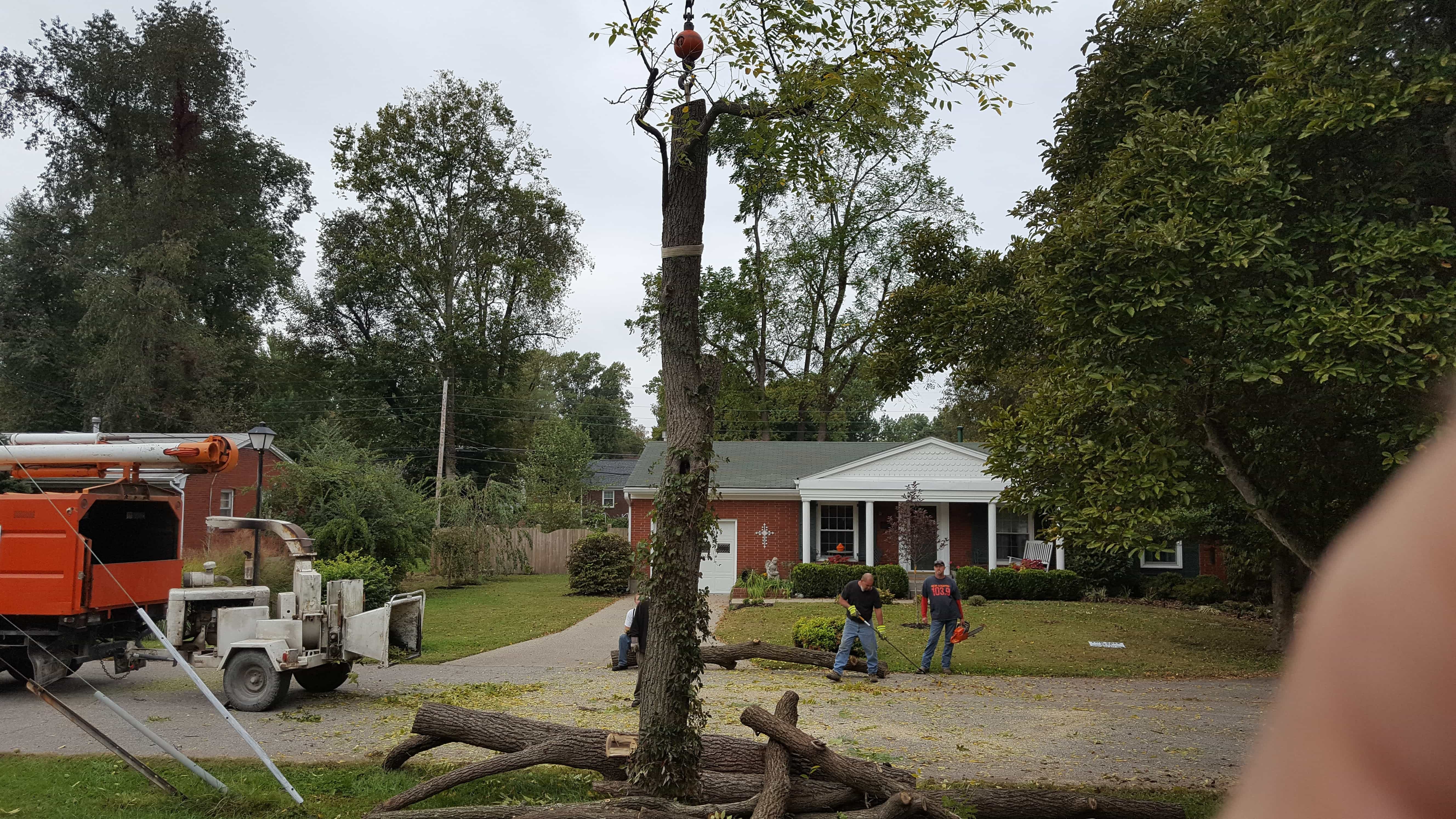 Tree experts in Louisville