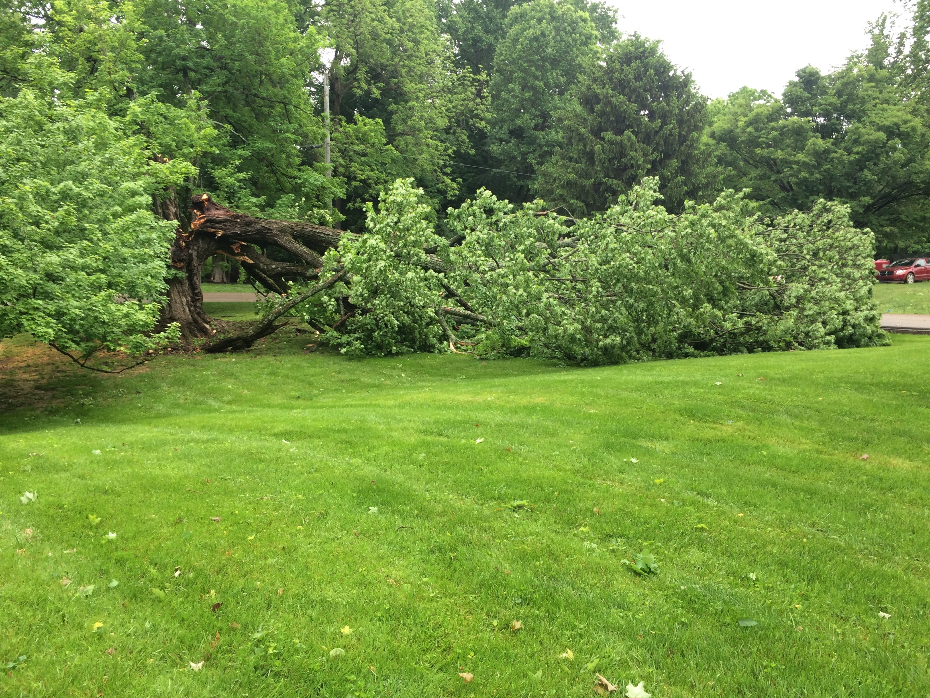 storm damaged tree removal